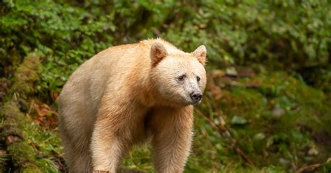 Erlebnis pur in Kanadas Wildnis Bären und Wale hautnah