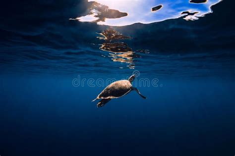 Sea Turtle Glides In Blue Ocean Green Sea Turtle Underwater Stock