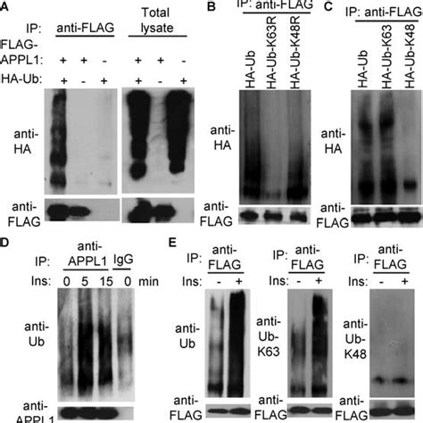 Ubiquitination Of APPL1 Is Lys 63 Linked And Is Enhanced By Insulin