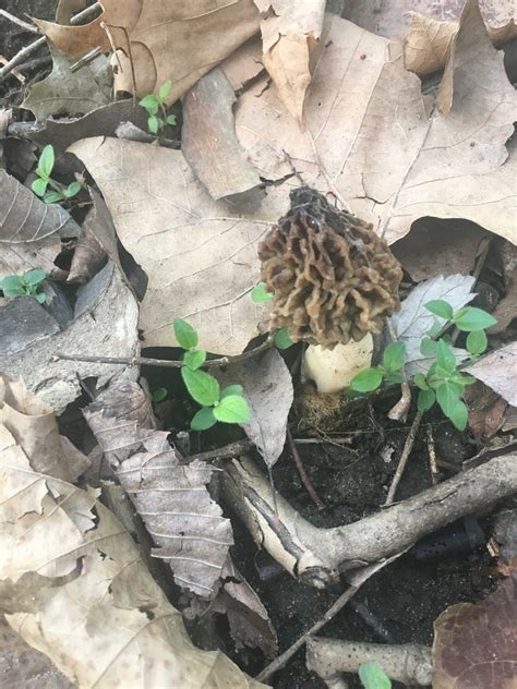 Section Morchella From 11819 Redding Dr Fort Wayne In Us On May 5