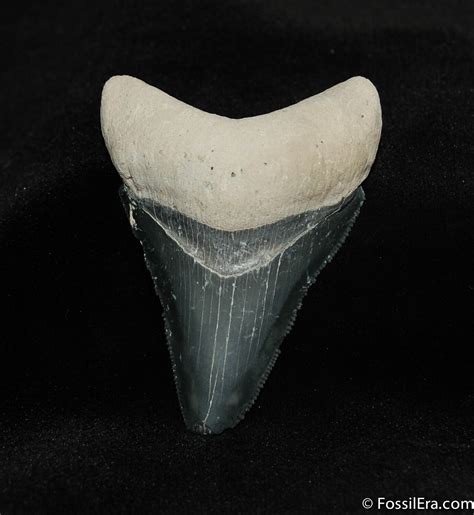 2 14 Inch Bone Valley Megalodon Tooth 543 For Sale