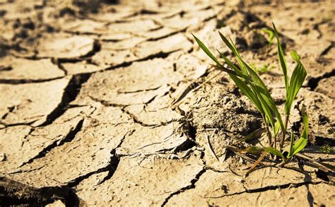 La sequía en Catamarca sigue afectando al sector agropecuario La