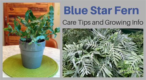 Blue Star Fern: Care Tips and Growing Info for This Beautiful Houseplant