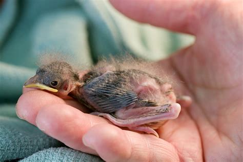 Alabama Wildlife Center Give A Hoot Rescue A Wild Bird Injured Or