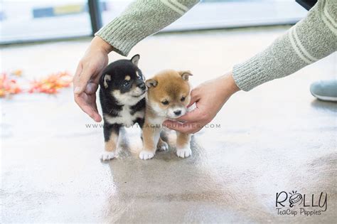 Droll Teacup Shiba Inu Miniature L2sanpiero