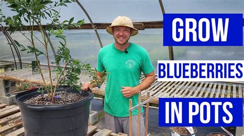 How To Grow Blueberries In Pots Simple And Easy Care Tips YouTube