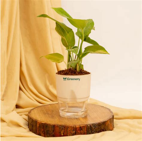 Money Plant With Self Watering Pot – Greenery