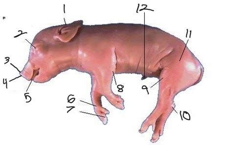 Fetal pig Flashcards | Quizlet