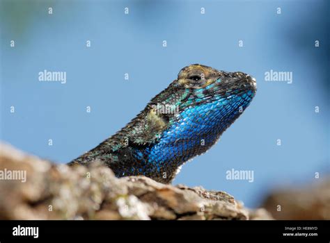 Western Fence Lizard California Usa Stock Photo Alamy