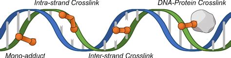 Figure 1 from The evolving role of DNA inter-strand crosslinks in ...