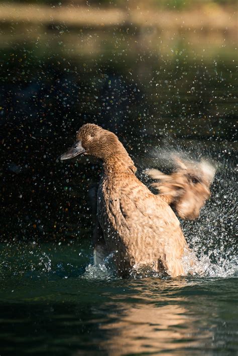 Duck Splashing Water · Free Stock Photo