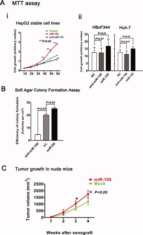 Aberrant Expression Of Microrna 155 May Accelerate Cell Proliferation