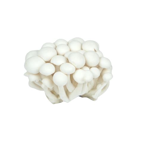 Jamur Shimeji Putih - Sufarm