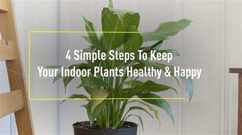 Indoor Plants Care Tips 4 Simple Steps ZAD Interiors YouTube