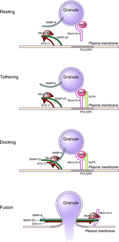 Platelet Secretory Behaviour As Diverse As The Granules Or Not