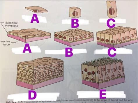 Chapter Tissues Flashcards Quizlet