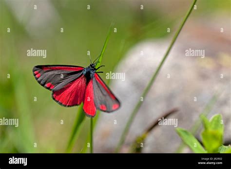 Cinnabar Moth Tyria Jacobaeae France Stock Photo Alamy