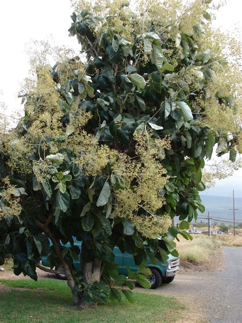 Tectona Grandis Images Useful Tropical Plants