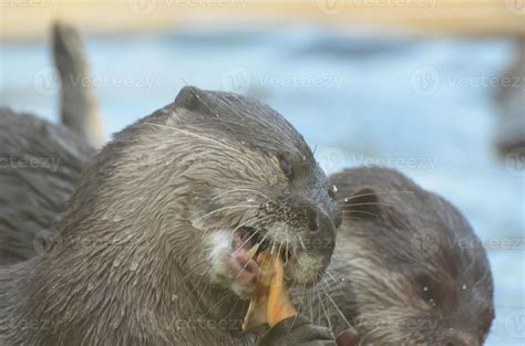 Adorable River Otter Earing a Snack with a Friend 11897220 Stock Photo ...