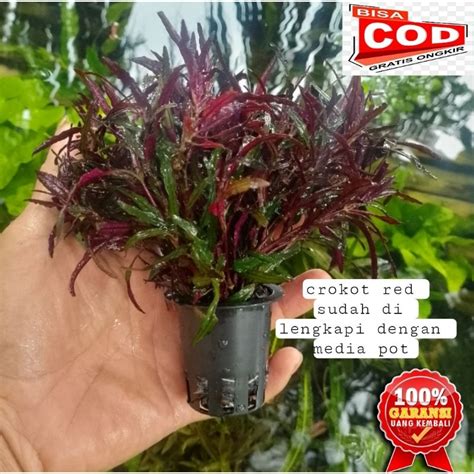 Jual Tanaman Aquascape Pakis Air Water Sprite Media Pot Low Co2