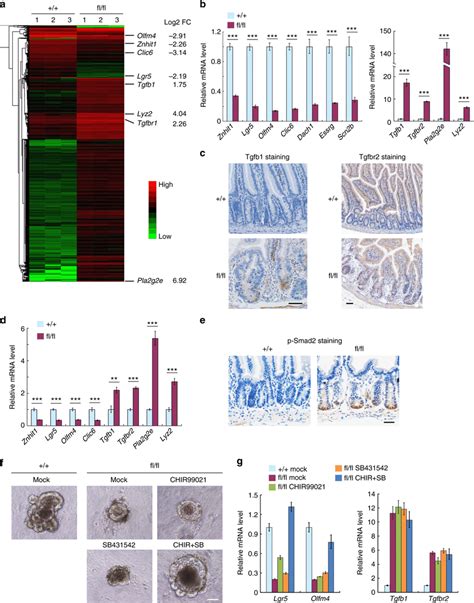 Znhit Controls The Transcription Of Lgr Isc Fate Determining Genes