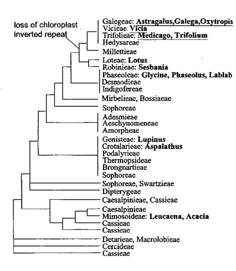 Fig Ure Phylo Gen Etic Tree Of Le Gume Based On The Anal Y Sis Of