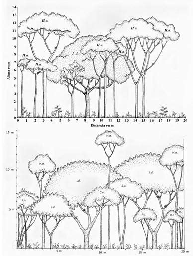 Cambios En La Estructura Vertical Y Composici N Flor Stica En La