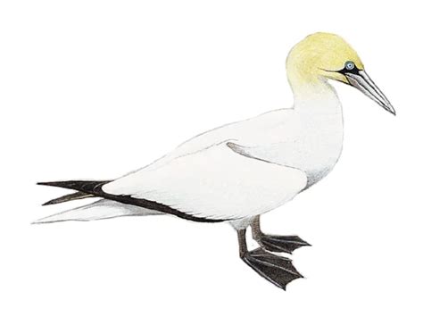 Details Northern Gannet Birdguides