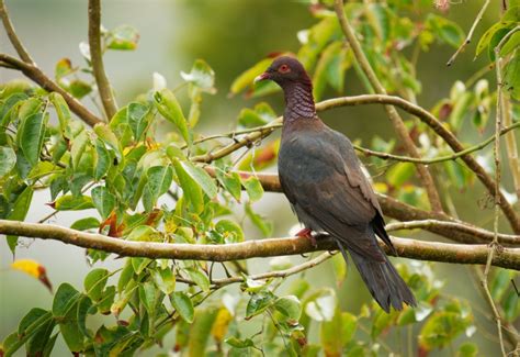 Martinique Le Tribunal Administratif Suspend La Chasse Sur L Le