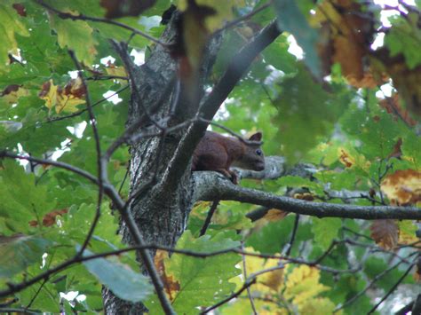 Red squirrel and autumn leaves by Cyklopi on DeviantArt