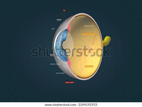 Structure Human Eye Anatomy Vision 3d Stock Illustration 2244192933