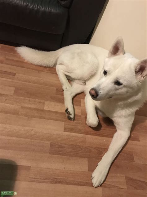Stud Dog - Husky x Akita pure white - Breed Your Dog