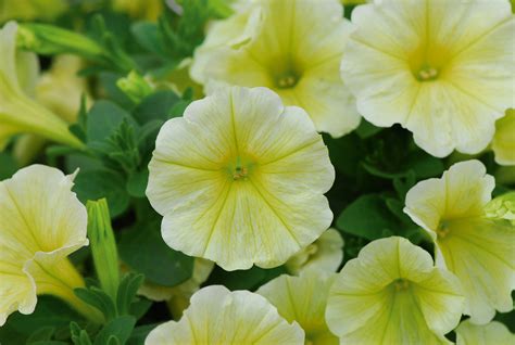 Petunia Wholesale Bedding Plants Hybels Inc