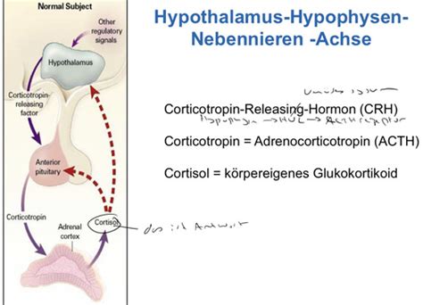 Nebenniere Und Allgemeine Endokrinologie Beuschlein Flashcards Quizlet