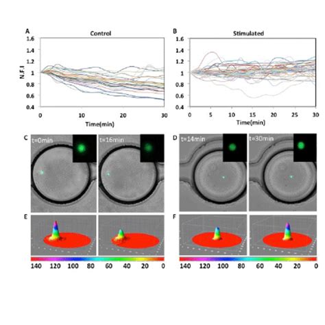 T Cell Calcium Signaling In Response To Ionomycin Treatment A Heat