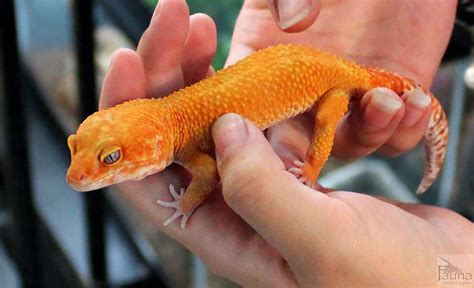 Leopard Gecko Eublepharis Macularius Leopard Gecko Gecko