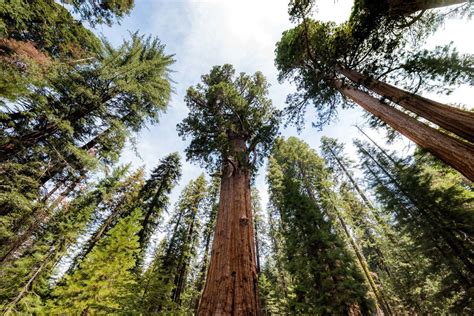 Sequoia Gigante Sequoiadendron Giganteum California Travel Road