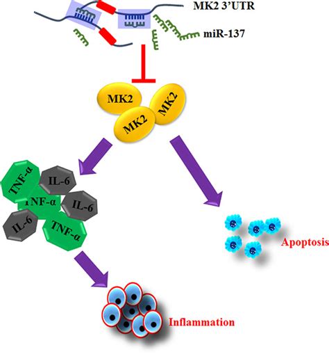 Mir‐137 Inhibited Inflammatory Response And Apoptosis After Spinal Cord