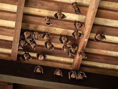 8 Ways That Bats Got Into Your House And How To Get Them Out Pest