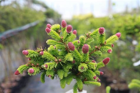 Picea Abies Wild Strawberry Pbr Van Vliet New Plants