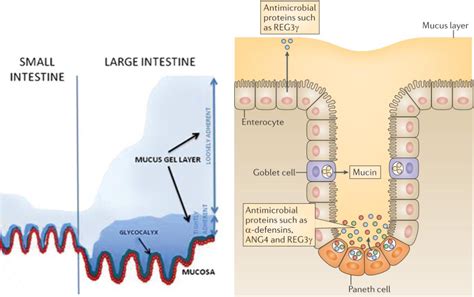 Figure 7 from Impact du microbiote sur la maturation du système