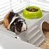 Ferplast Cavie Guinea Pig Cage Grey Chewy