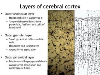 Histology of cerebrum and cerebellum | PPT