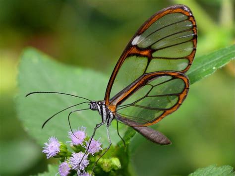 Glasswing Butterfly