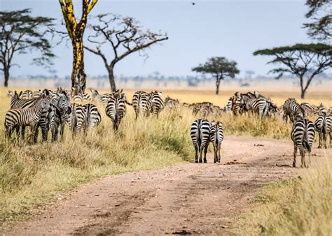 Days Rwanda Classic Safari Rwanda Wildlife Tours