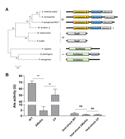 Maats An Alkylsulfatase Contributes To Fungal Tolerances Against Uv B