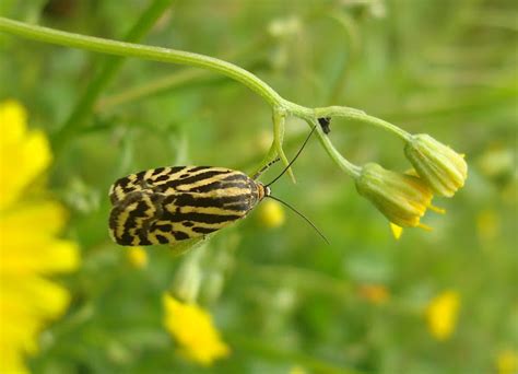 Spotted Sulphur Moth Project Noah