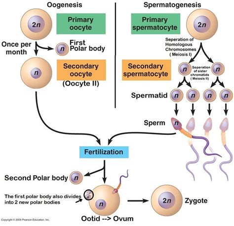 As We All Know Spermatogenesis And Oogenesis Are Two Processes That Are