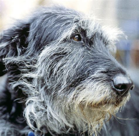 Irish Wolfhound Levriero Irlandese Razza Descrizione Carattere