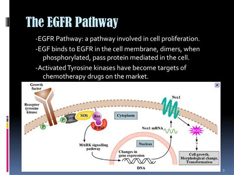 PPT - The activation time for sos in the egfr pathway PowerPoint ...